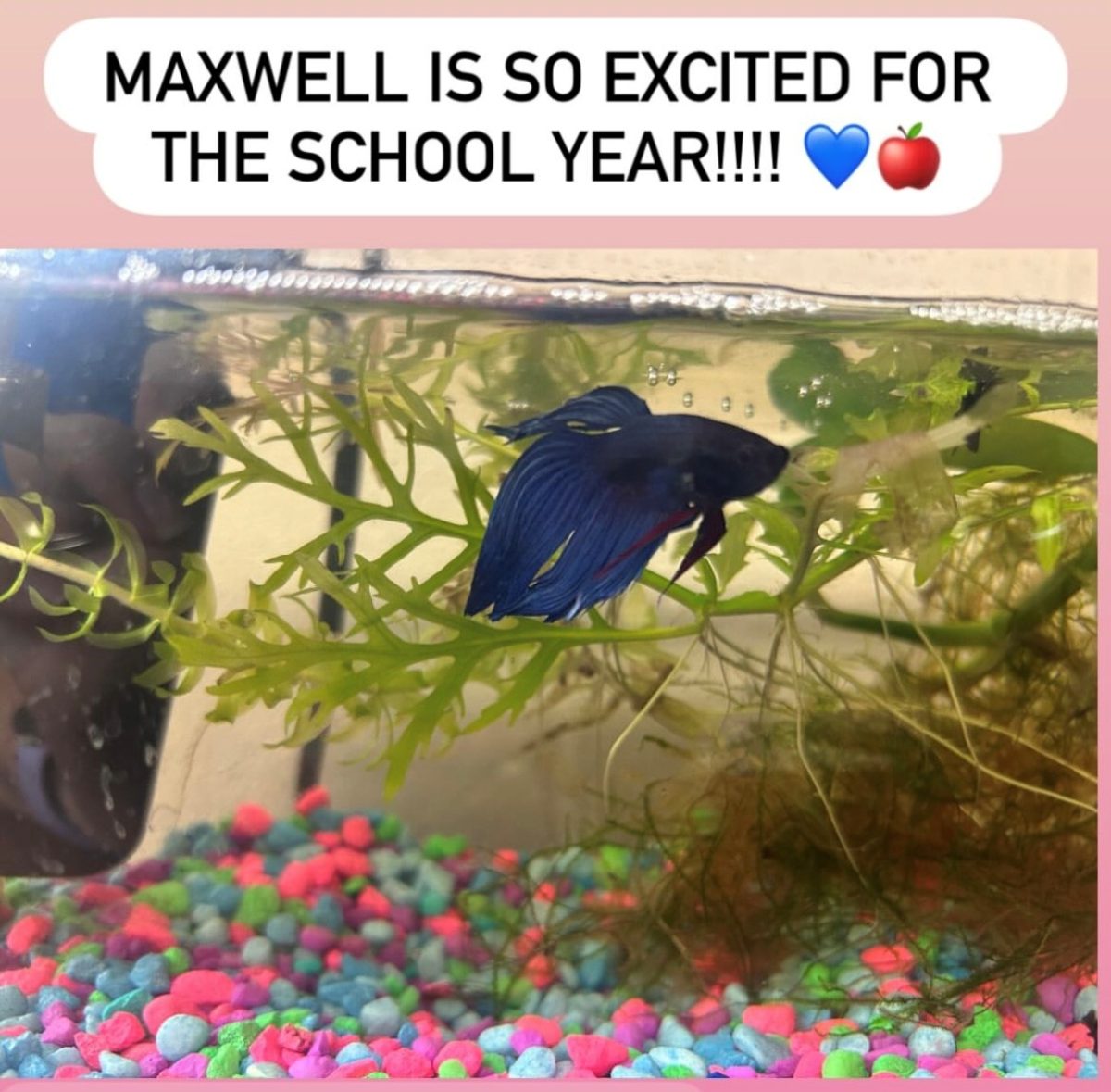 Maxwell's First Day of 2025-2026